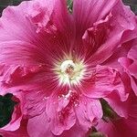 Alcea setosa Flower