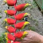 Heliconia rostrata Diğer