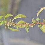 Amaranthus graecizans Цвят