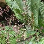 Ardisia auriculata Blad