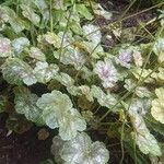 Heuchera americana 葉