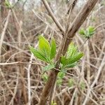 Lonicera fragrantissima Leaf