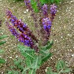 Amorpha canescens Blomst