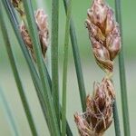 Carex stenophylla Fruto