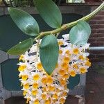 Dendrobium thyrsiflorum Flor
