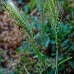 Hordeum murinum Fleur