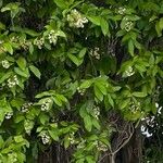 Ehretia tinifolia Hoja