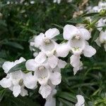 Angelonia angustifolia Λουλούδι