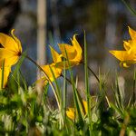 Tulipa sylvestris Flor