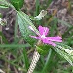 Silene schafta Flower