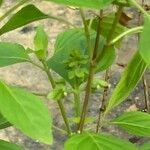 Ocimum campechianum Blad