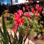 Crocosmia aureaLorea