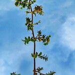 Tribulus terrestris Habit