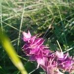 Salvia nemorosa Цвят