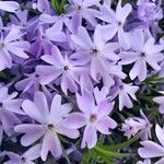 Phlox subulata Květ