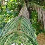 Araucaria columnaris Leaf