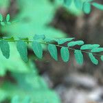 Astragalus canadensis Blatt