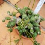 Euphorbia globosa Kukka