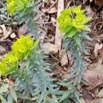 Euphorbia nicaeensis 整株植物