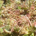 Trifolium suffocatum Fula