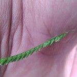 Polypogon viridis Blüte