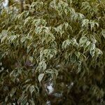 Ficus benjamina Yaprak