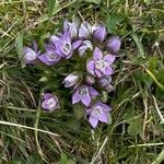 Gentianella ramosa 花