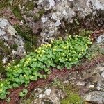 Viola biflora Habitat