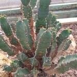 Euphorbia resinifera Yaprak