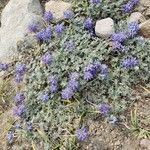 Lupinus sellulus Flower