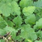 Erodium laciniatum Blad