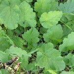 Erodium laciniatum Deilen