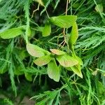 Acer japonicum Hostoa