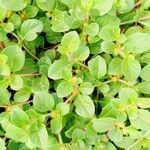 Alternanthera pungens List