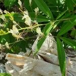 Cleome serrata