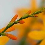 Crocosmia aurea Flower