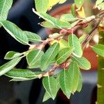 Salix daphnoides Φύλλο