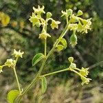 Helinus integrifolius Floare