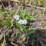 Viola blanda Blomst
