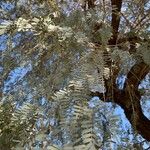 Acacia baileyana Blad