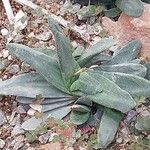 Gasteria pillansii Yaprak