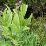 Cirsium rivulare Ekosanga