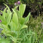 Cirsium rivulare Rusca