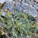 Artemisia umbelliformis Blatt