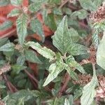 Amaranthus deflexus Leaf