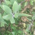 Arctostaphylos pungens Folio