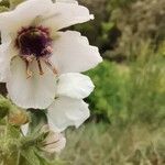 Verbascum chaixii 花