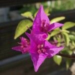 Bougainvillea spectabilis Blüte