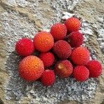 Arbutus unedo Fruit