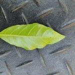 Campomanesia phaea Leaf